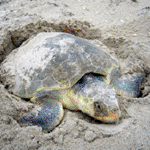 Nesting Kemp's ridley sea turtle (Lepidochelys kempii)